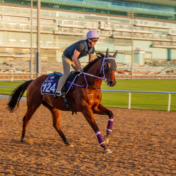 Sing Dragon gets a look at Meydan ahead of Saturday night.